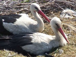 white-storks-in-nest