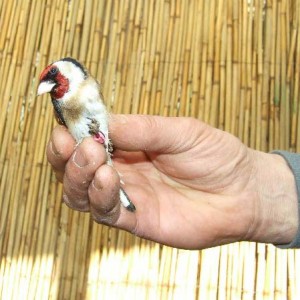 stiglic-goldfinch-carduelis-carduelis