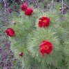 stepski bozur - Paeonia tenuifolia