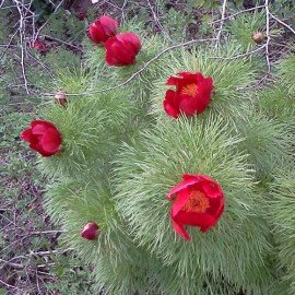 stepski bozur - Paeonia tenuifolia
