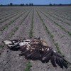 četiri mrtva orla belorepana (Haliaeetus albicilla)