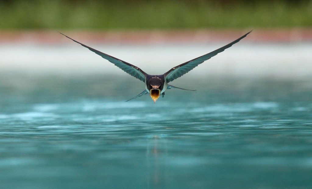 Swallow_flying_drinking