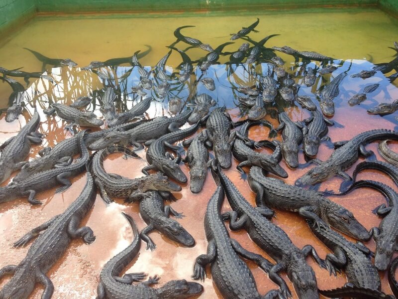 Farma aligatora