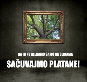 sacuvajmo-platane sacuvajmo-platane