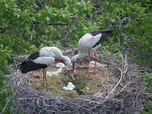 in-the-nest in-the-nest