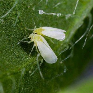 bemisia_tabaci-double