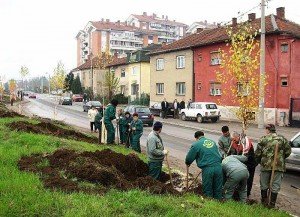 sadjenje-drvoreda sadjenje-drvoreda