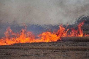 spaljivanje strnjista