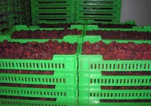 kontrola voća i povrća