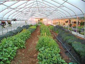 organska proizvodnja u stakleniku