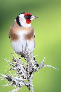 Češljugar na grani