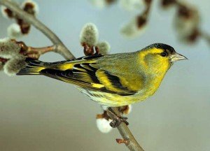 Čižak- (carduelis spinus)