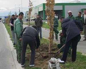 sadnja-drvoreda-u-kragujevackim-ulicama