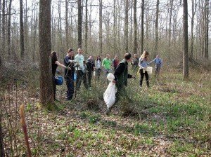 U DŽAKU JE SEME HRASTA LUZNJAKA
