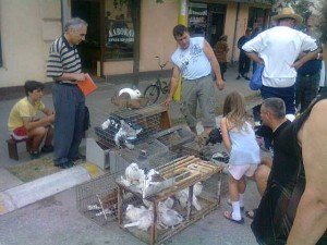 Eko tezga u Batocini ziivotinje