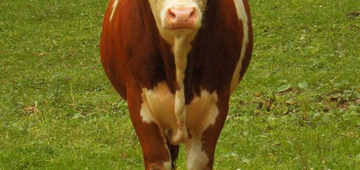 Dobrobit zivotinja u poljoprivredi