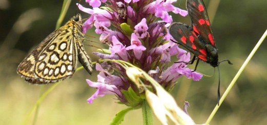 Ima na stotine organizama koji napadaju naše poljoprivredno bilje