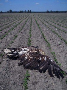 U ataru mesta Vajska u opštini Bač upravnici lovišta su 17. 5. 2012. pronašli četiri mrtva orla belorepana (Haliaeetus albicilla)
