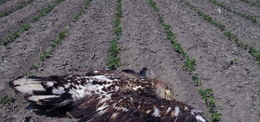 četiri mrtva orla belorepana (Haliaeetus albicilla)