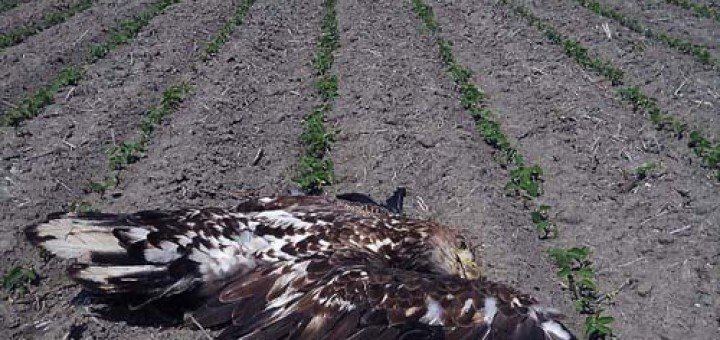 četiri mrtva orla belorepana (Haliaeetus albicilla)