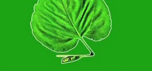 Baza podataka ekoloških NVO u Republici Srbiji