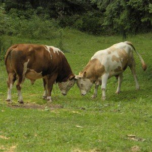 Mere za unapređenje stočarstva