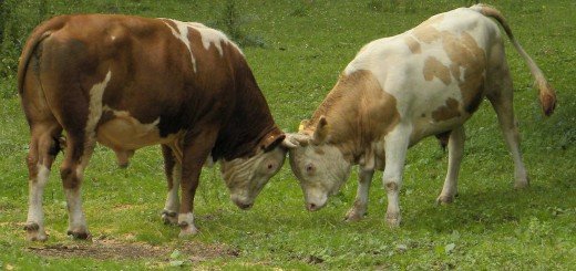 Mere za unapređenje stočarstva