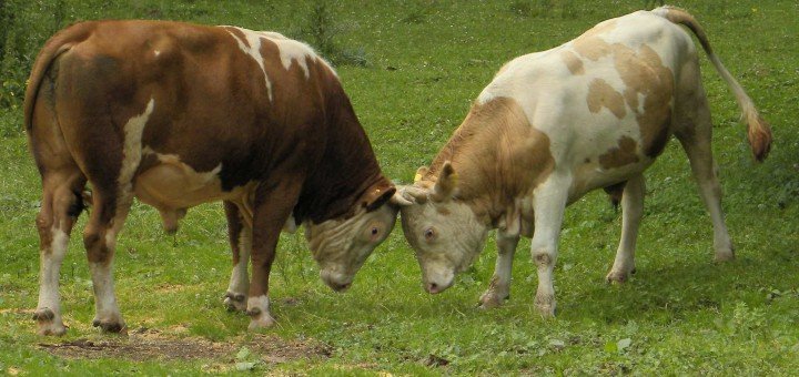 Mere za unapređenje stočarstva
