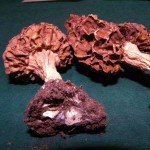 Sakupljene količine gljiva su u većini slučajeva namenjene izvozu