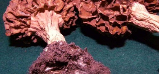 Sakupljene količine gljiva su u većini slučajeva namenjene izvozu