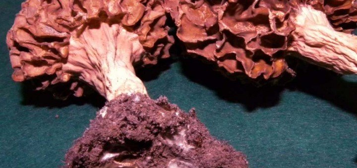 Sakupljene količine gljiva su u većini slučajeva namenjene izvozu