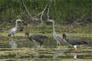 Vlažna područja su izuzetno važna za biološku raznovrsnost i osiguravaju mnoge dobrobiti i ekosistemske usluge, poput odbrane od poplava, vode za piće, pročišćavanja vode, turizma i rekreacije