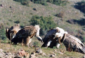 Brojanje beloglavog supa u Srbiji