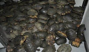 preko hiljadu tristotine barskih kornjača