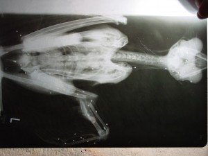 rentgenski snimak buljine