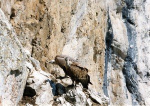 zimski cenzus beloglavog supa