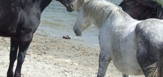 deo zaštićenog prirodnog dobra Specijalnog rezervata prirode „Koviljsko petrovaradinskog rita“