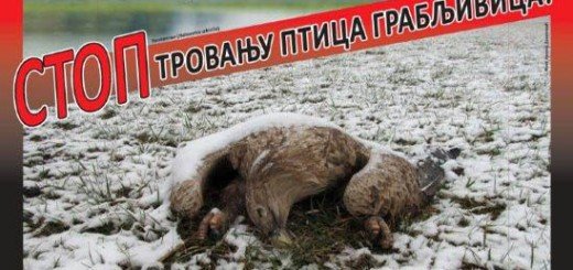 Stop trovanju ptica grabljivica