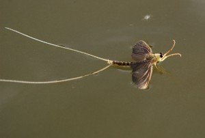 Tiski cvet (Palingenia longicauda)