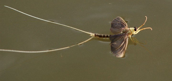 Tiski cvet (Palingenia longicauda)