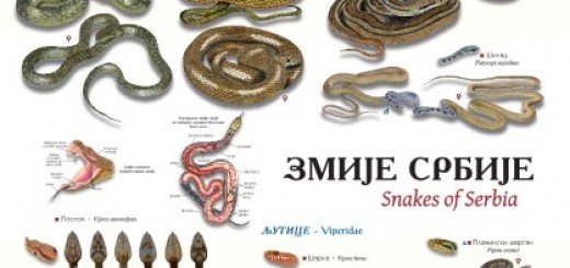 Plakat Zmije Srbije - u krivama