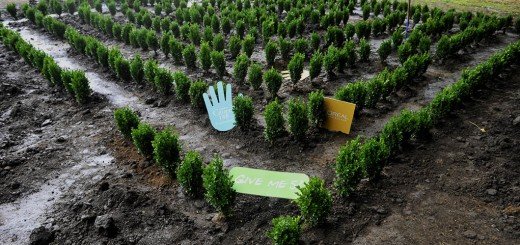 još jedna zelena oaza u gradu