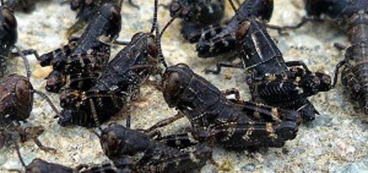 Caliptamus italicus - italijanski skakavac