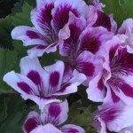 Englenska rojal muškatla