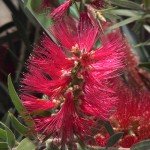 KALISTEMON, četka za flaše