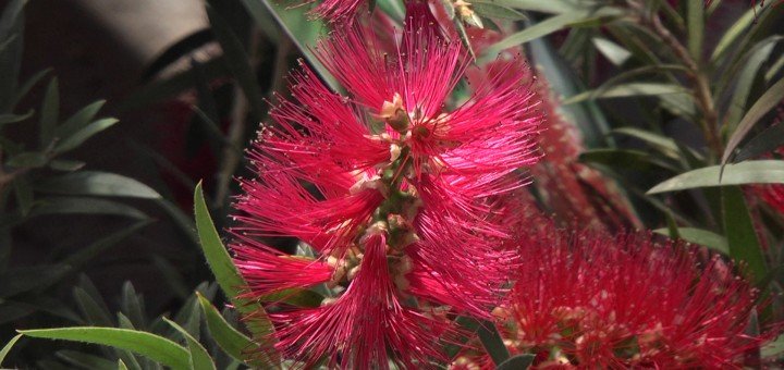 KALISTEMON, četka za flaše