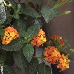 LANTANA