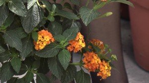 lantana