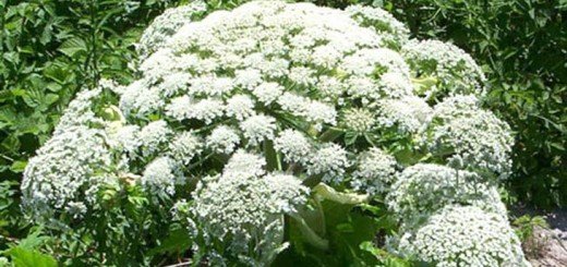 Heracleum mantegazzianum Somm. (divovski svinjski korov)