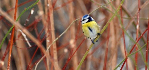 Gradski park – Vršac“, autora Vlade Marinkovića iz Beograda